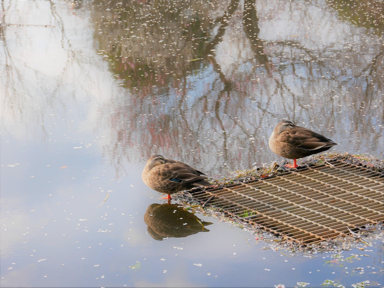 AGAの夫婦紹介で割引は可能なのか？