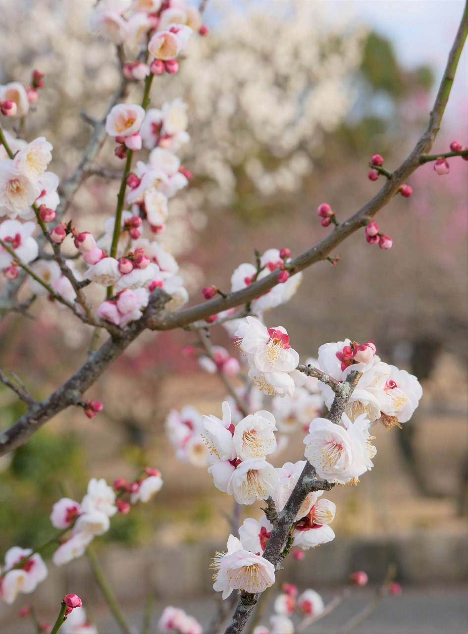 AGAの見積もり取り方で失敗を回避するには？