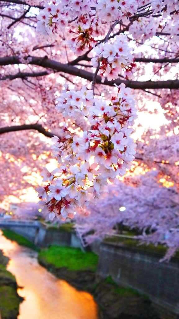 AGAクレカの分割払いをお得に使う方法は？