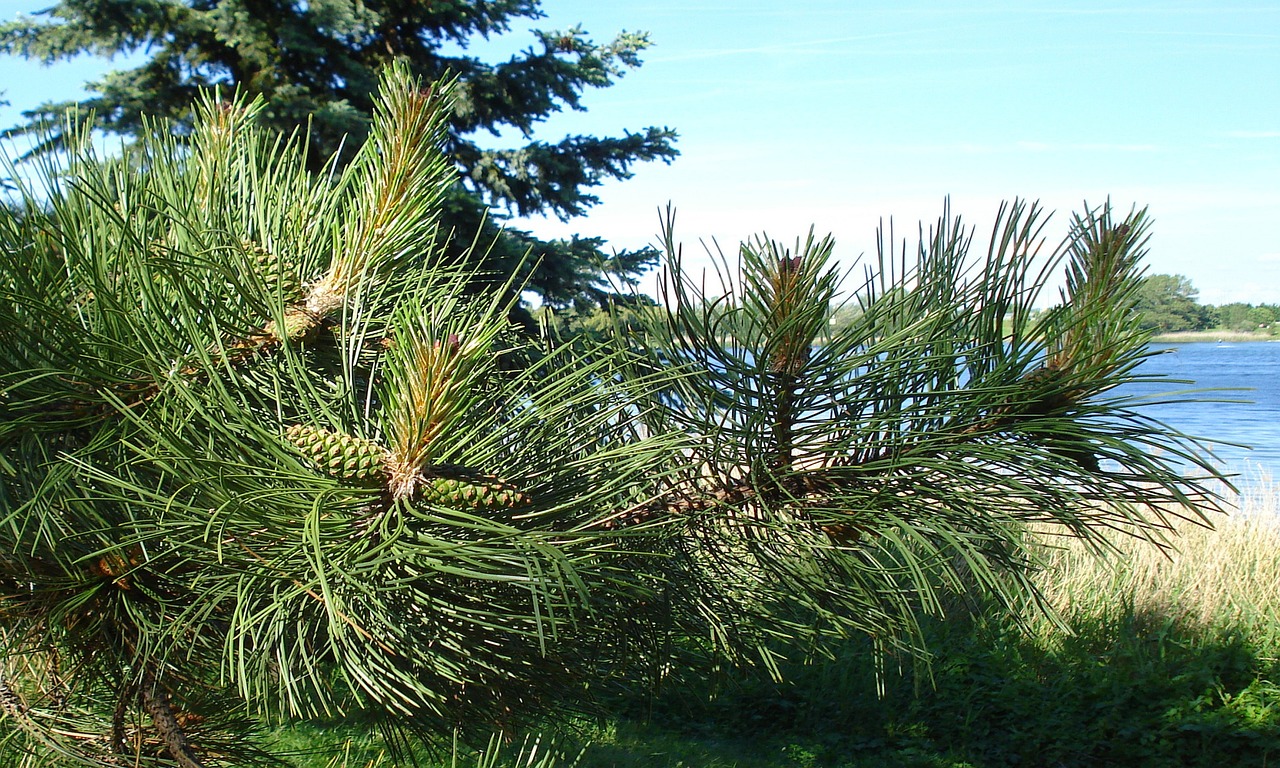 AGA植毛のダウンタイムと追加費用について知っておくべきことは？