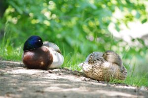 AGAの健康診断前に休薬すべきか？